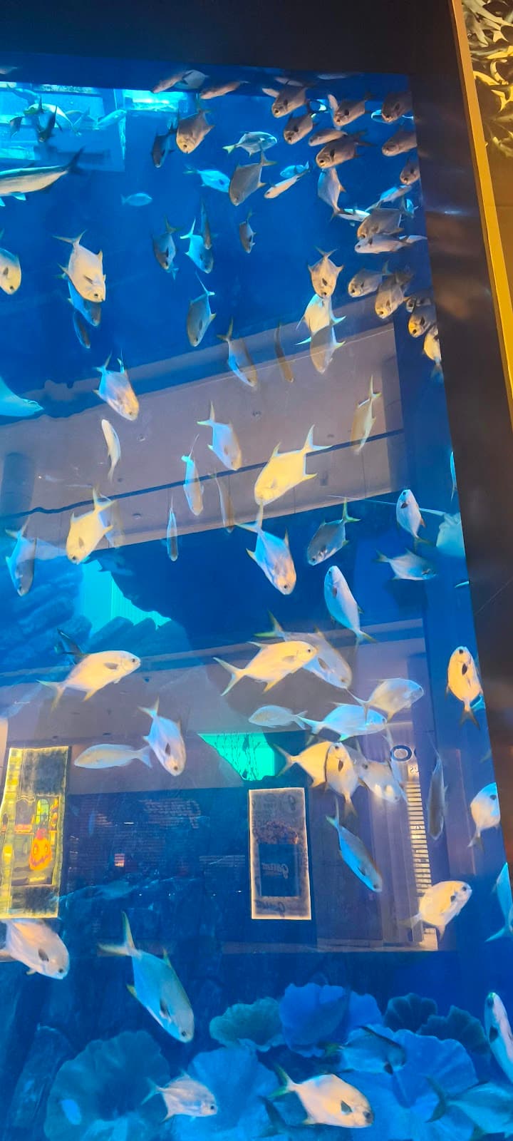 Dubai Aquarium & Underwater Zoo
