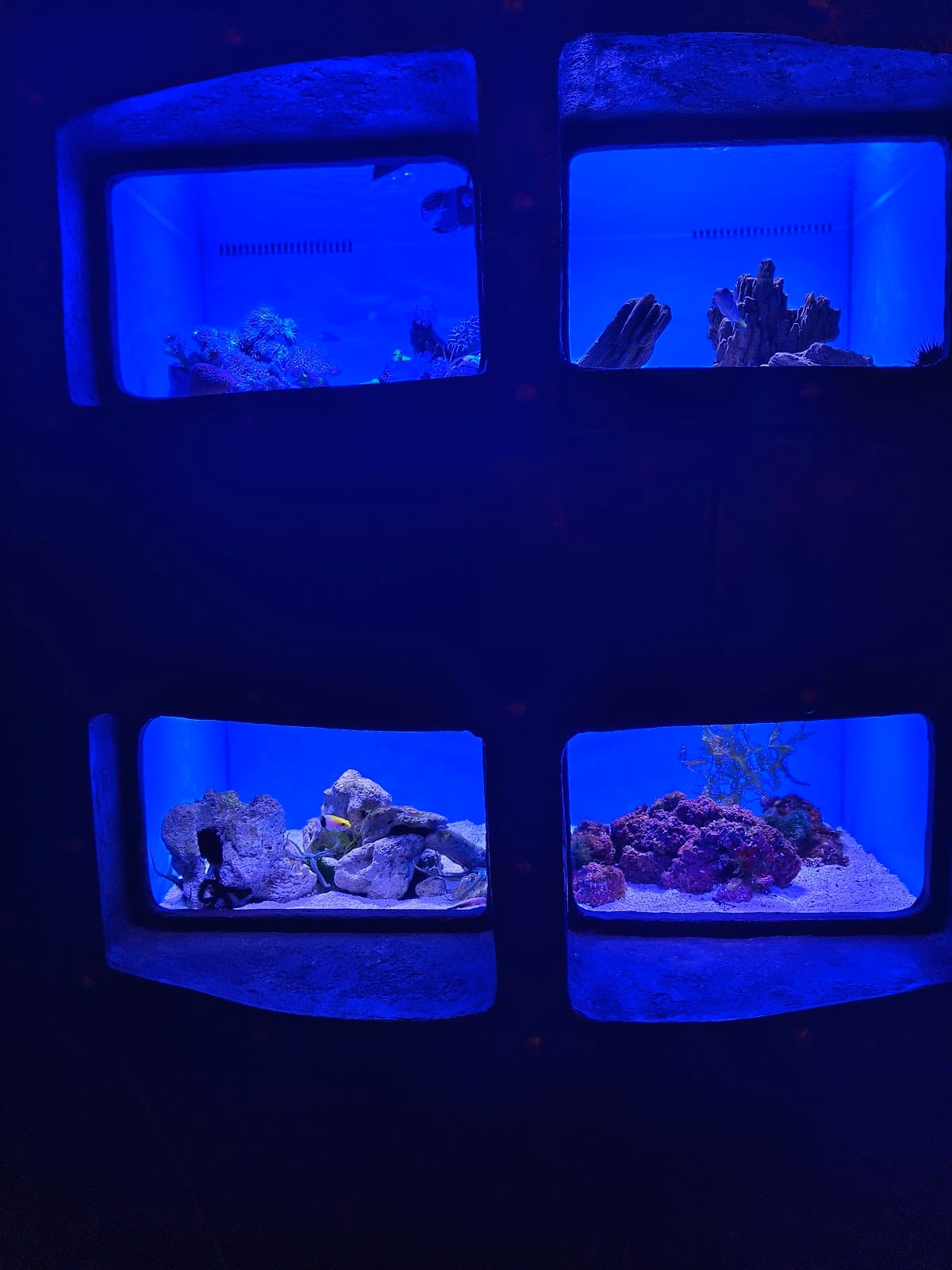 Lost World Aquarium at Aquaventure World